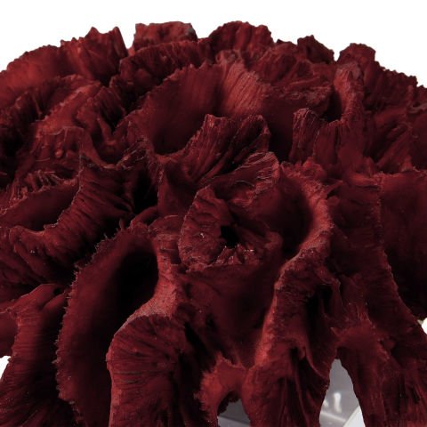 RED CORAL CLUSTER